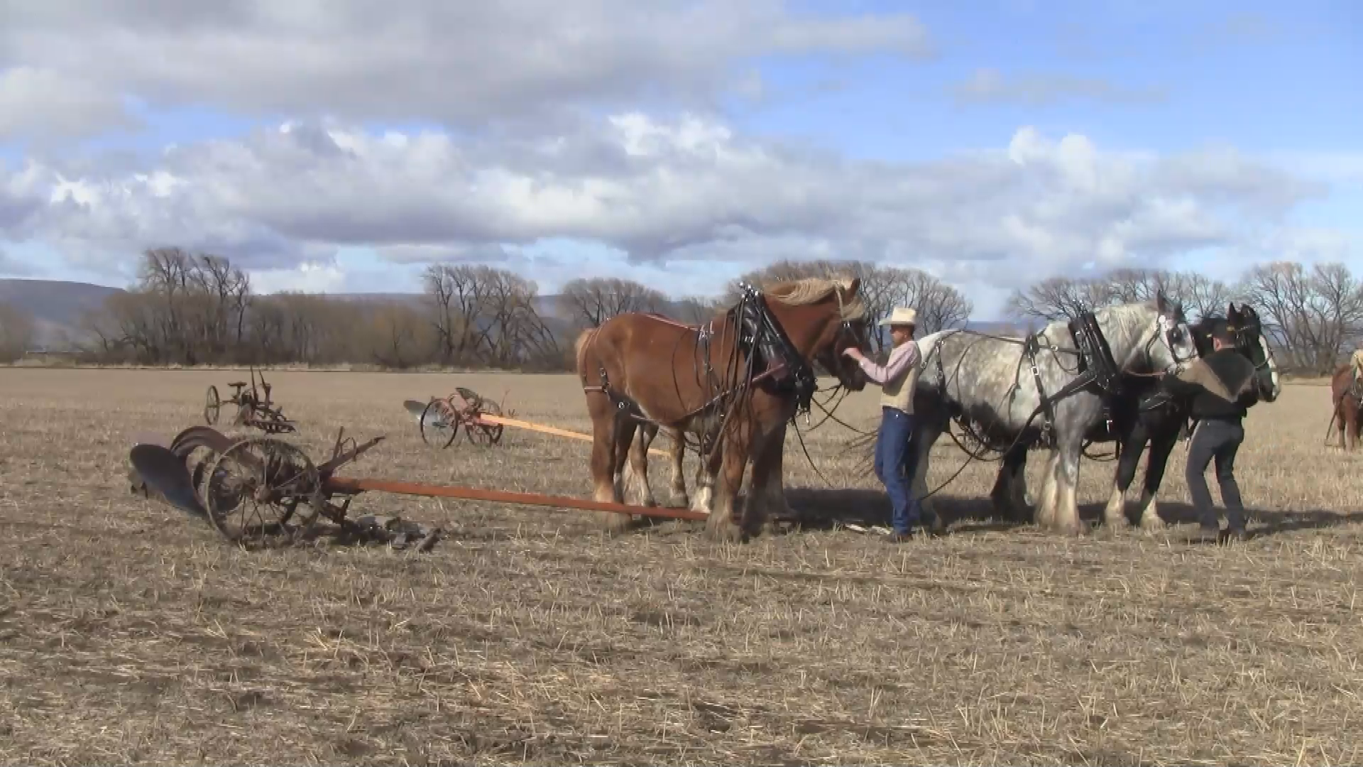 Thumbnail image for Draft Horse Plowing at Olmsted Park 2014