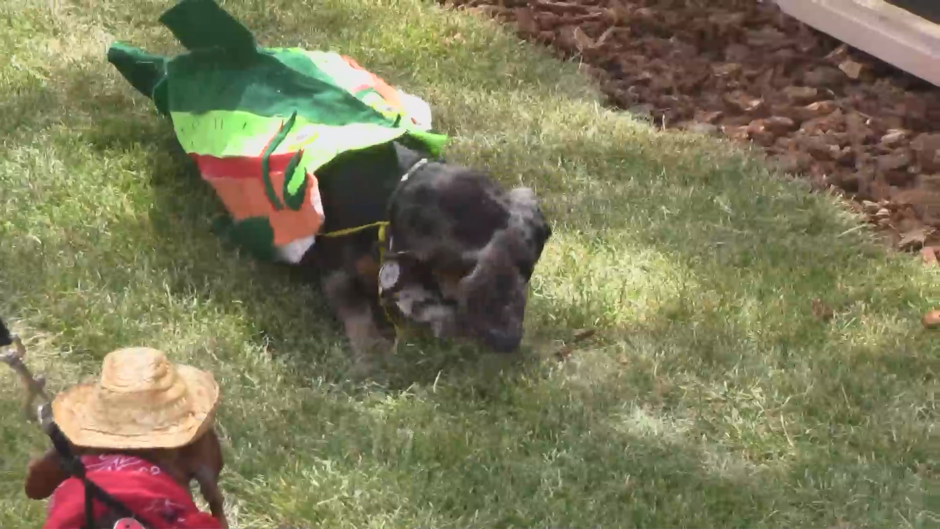 Thumbnail image for Dachshunds on Parade 2014