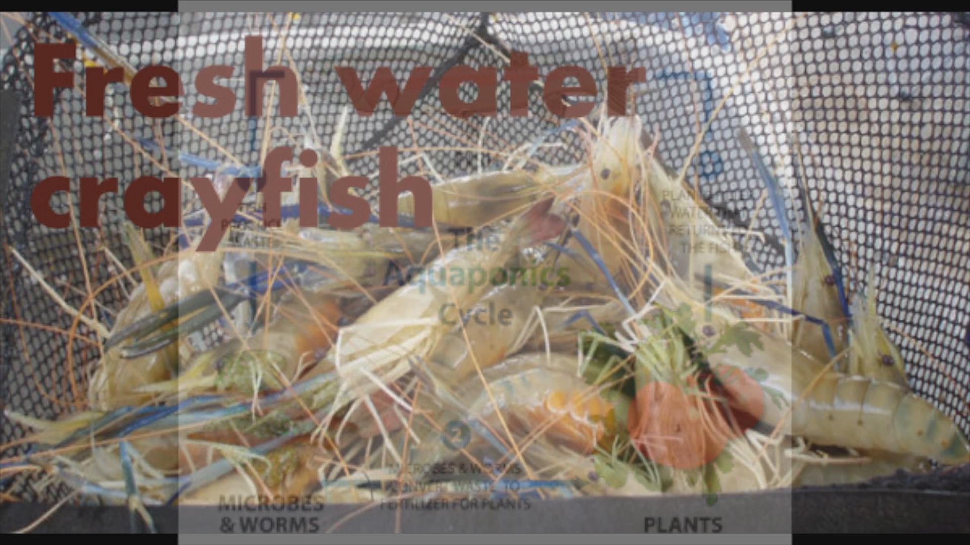 Thumbnail image for New Visions Project