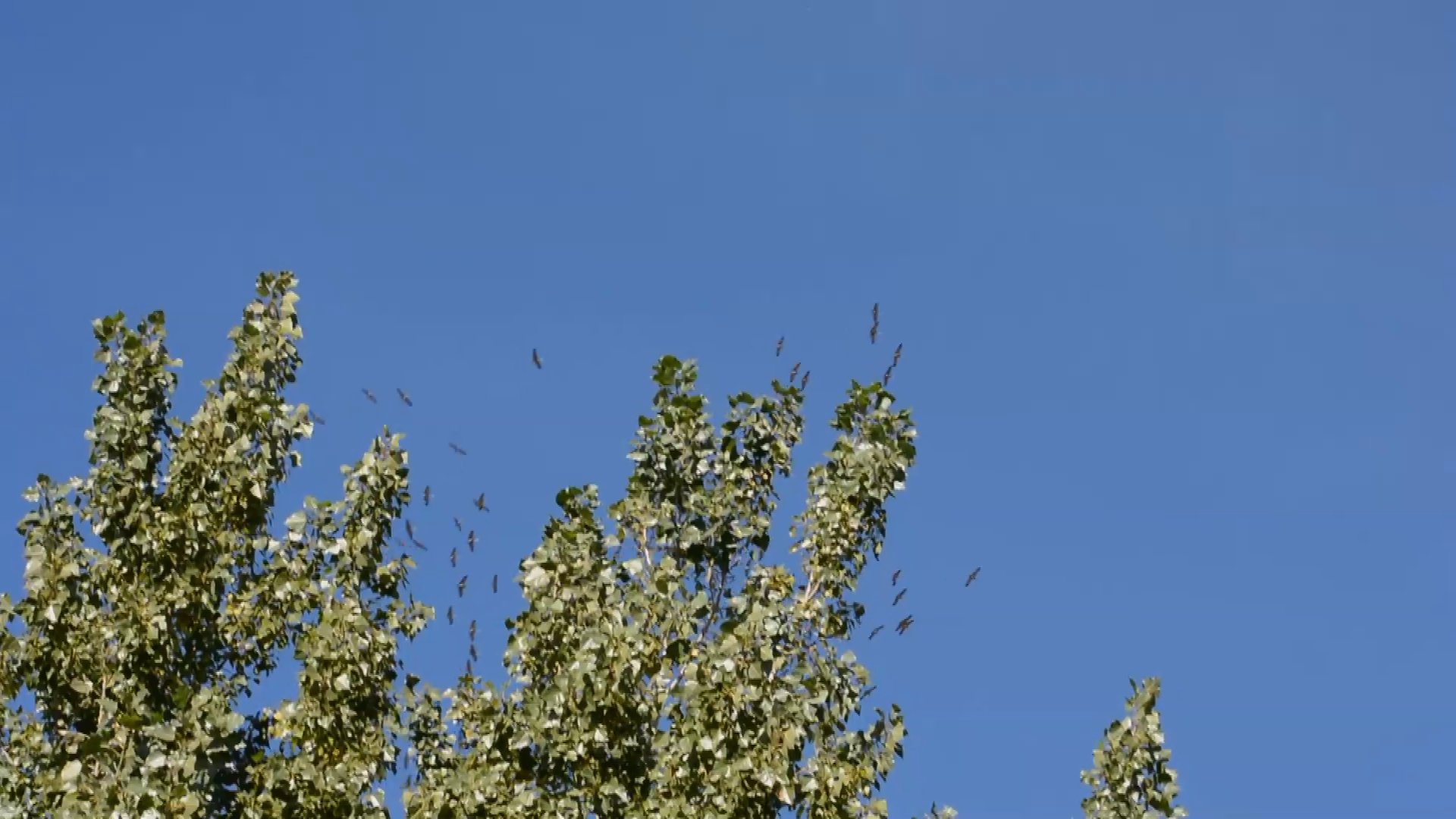 Thumbnail image for Sandhill Cranes 2014