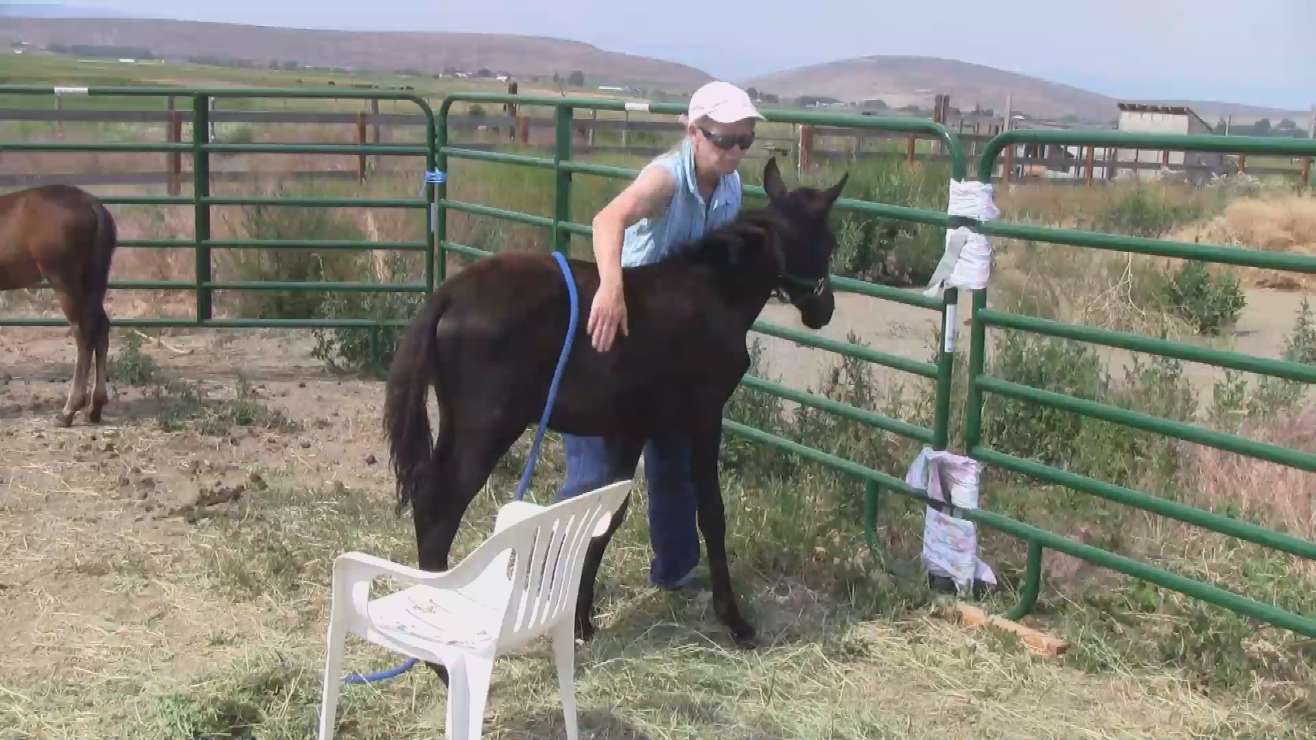 Thumbnail image for Foal Rescue 2014