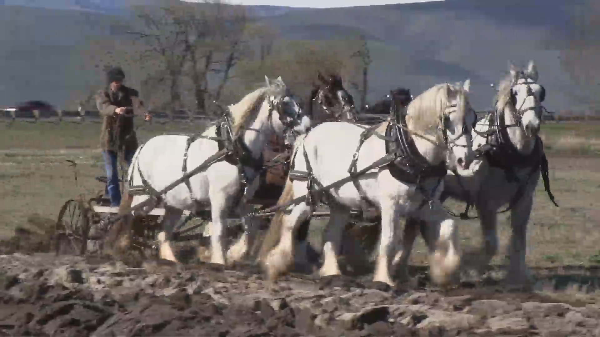 Thumbnail image for Draft Horse Plowing 1015